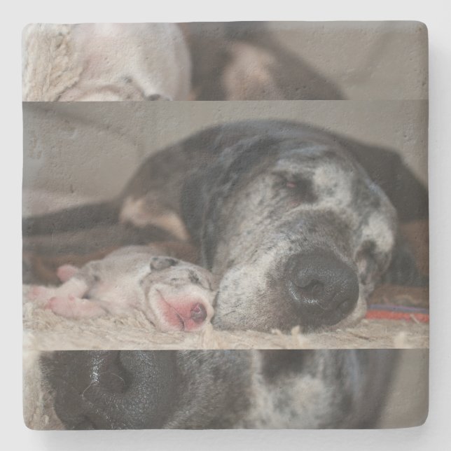 Limestone Coasters Great Dane Photography  (Front)