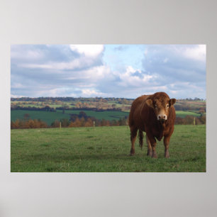 Limousin Bull Print
