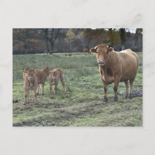 Limousin cow and calves postcard