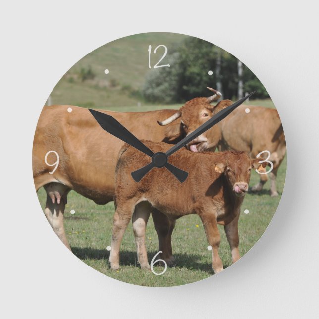 Limousin cow licking her calf round clock (Front)