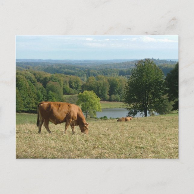 limousin postcard (Front)