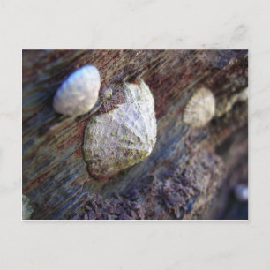 Limpets 1 postcard
