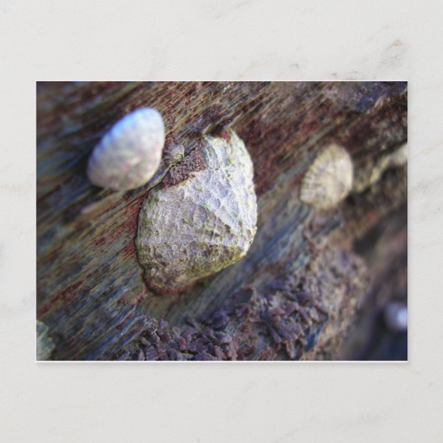 Limpets 1 postcard (Front)