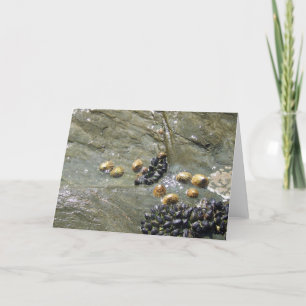 Limpets and Mussels in the Sun Greetings Card