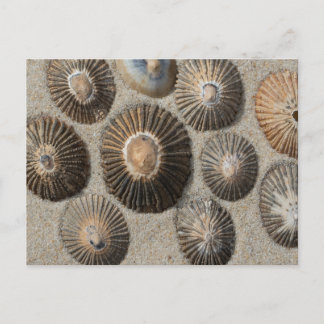 Limpets Postcard