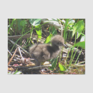 Limpkin Chick - Florida Wading Bird Tissue Paper