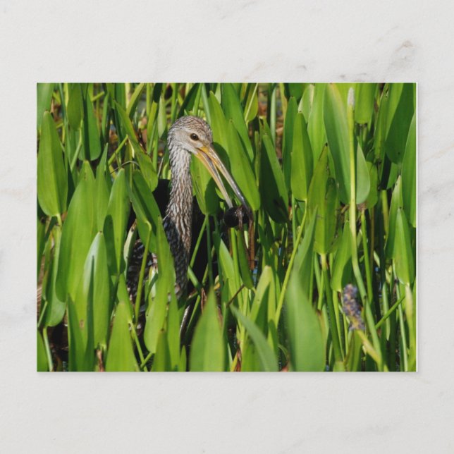 Limpkin in the Reeds Postcard (Front)