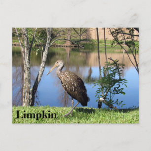 Limpkin - Learning Postcard - Florida