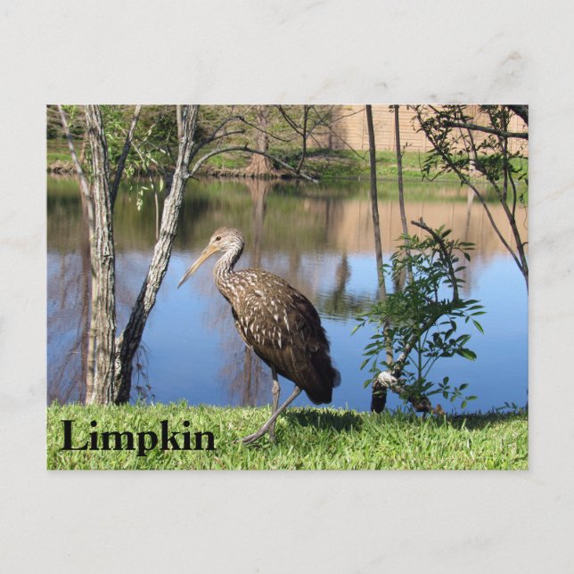 Limpkin - Learning Postcard - Florida (Front)
