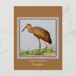 LImpkin Postcard