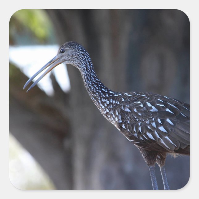 Limpkin, The Crying Bird Square Sticker (Front)