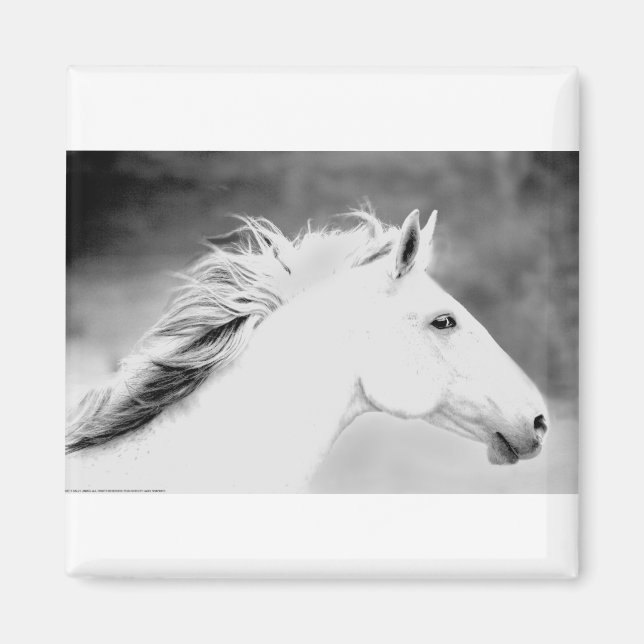 LIN26BW Mane in the Wind.tif Magnet (Front)