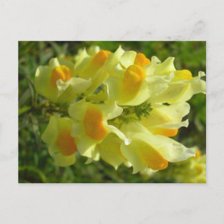 Linaire vulgaire postcard