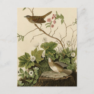 Lincoln Finch Postcard