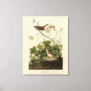 Lincoln Finch (Sparrow) Audubon's Birds of America Canvas Print