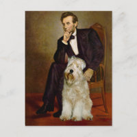 Lincoln - Wheaten Terrier 7