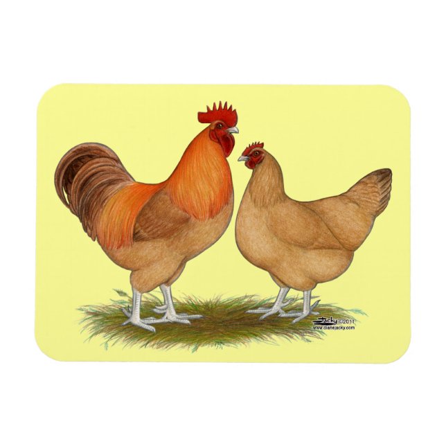 Lincolnshire Buff Chickens Magnet (Horizontal)