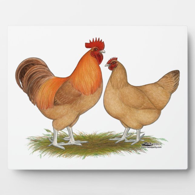 Lincolnshire Buff Chickens Plaque (Front)