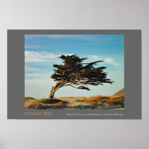 Linda Mar Cypress Poster