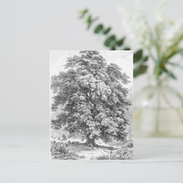 Linden Tree Black and White Antique Print Postcard (Standing Front)