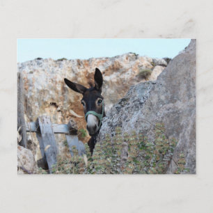 Lindos Donkey Postcard