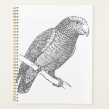 Line Art of Parrot (Grey) Fine Art