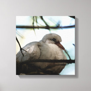 Line Master Canvas Print