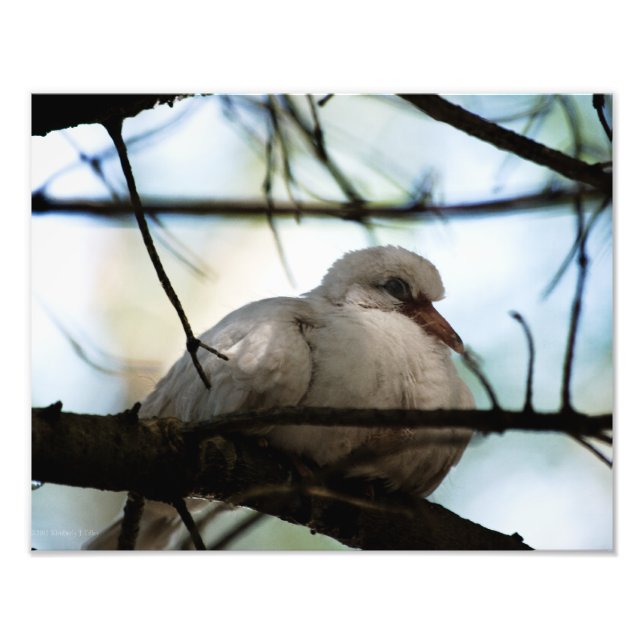 Line Master Photo Print (Front)