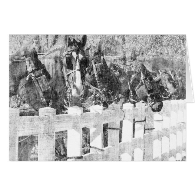 Line of Amish Horses Black and white (Front Horizontal)