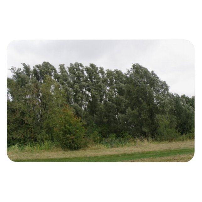 Line of Leaning Trees Landscape Premium Magnet (Horizontal)