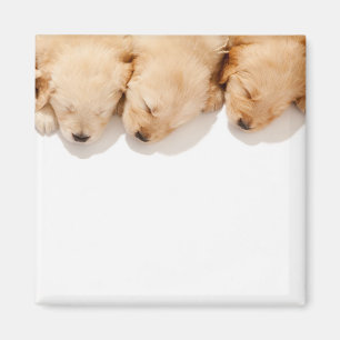 Line of Sleeping Golden Retriever Puppies Magnet