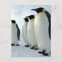 Lined up Emperor Penguins