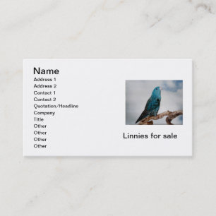 Lineolated Parakeet Business Card