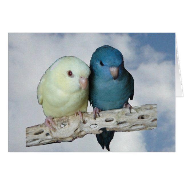 Lineolated parakeet pair (Front Horizontal)