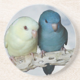 Lineolated parakeet pair coaster