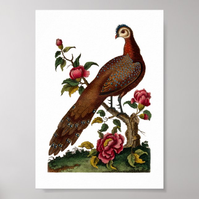 Linnaeus Birds - Chinese Peacock Pheasant Poster (Front)