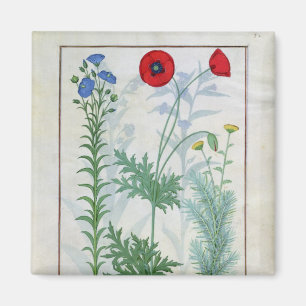 Linum, Garden poppies and Abrotanum Magnet