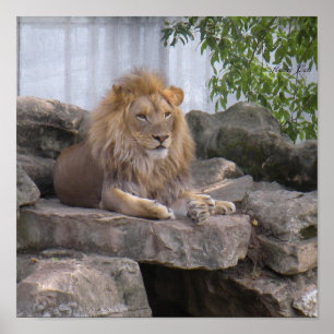lion1 poster