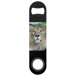 Lion20150605