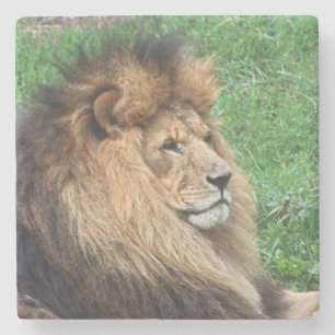 Lion 001 stone coaster
