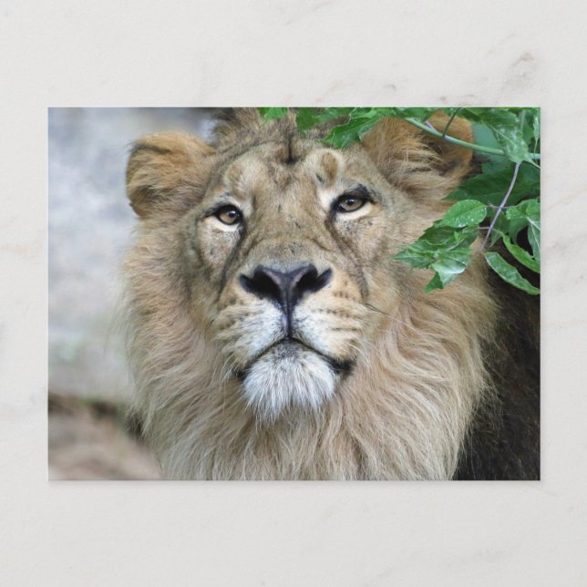 Lion 002 postcard (Front)