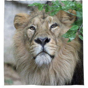 Lion 002 shower curtain