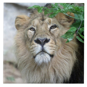 Lion 002 tile
