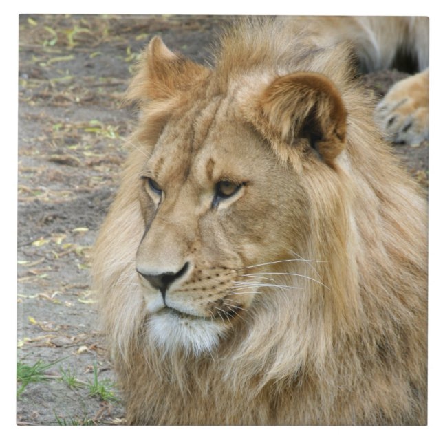 Lion 011 tile (Front)