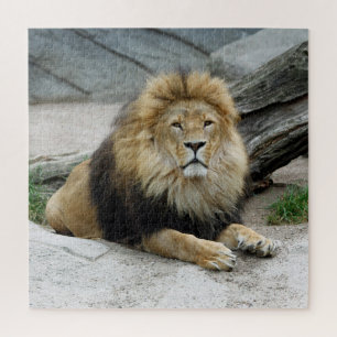 Lion 012 by JAMFoto Jigsaw Puzzle