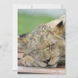 Lion 014 holiday card