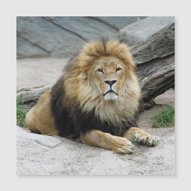 Lion 020 (Front)