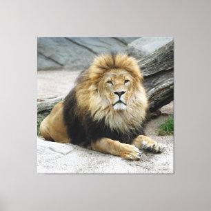 Lion 020 canvas print