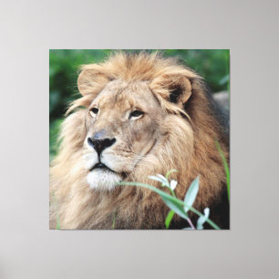 Lion 021 canvas print