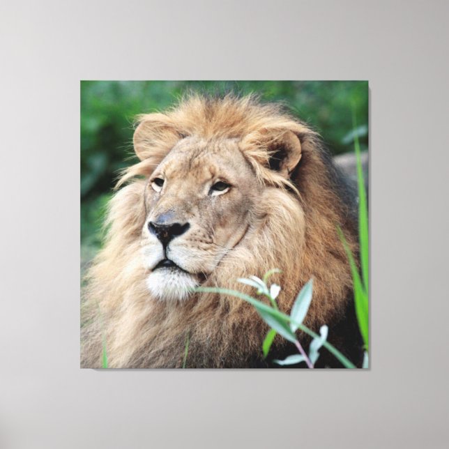 Lion 021 canvas print (Front)